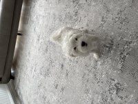 3 aylık yavru orijinal maltese terrier