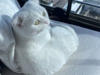 Erkek scottish fold kedisi