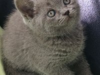 51 günlük british shorthair prensesimiz
