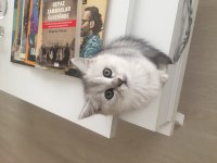 Evden Show Kalite British Shorthair Yavrular