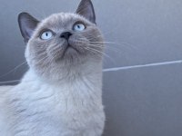 British shorthair ŞiLA yeni yuvasını arıyor