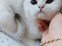 Kedilerim düzgün ailelere sahiplendirme yapılacak
