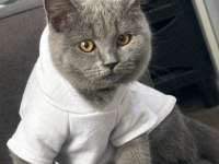 Acil Karneli British Shorthair