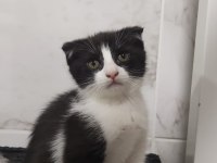 Bu tatlı scottish fold yavruları sahiplendirmek istiyoruz