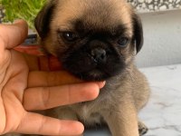 Teslime hazır Pug Mops Yavrularım 1 dişi 1 erkek