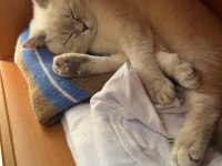 British Blue Point Saf Kan
