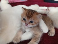 2 AYLIK BRİTİSH YAVRULAR 1 MART DOĞUMLU