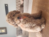 Evde bakılan çok akıllı poodle yavru