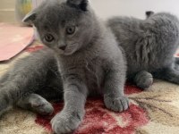 Scottish Fold yavrular