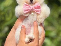 Pomeranian erkek