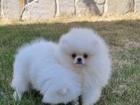 Pomeranian Yavru Dişi
