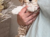 ORIGINAL KORE TEACUP MALTİPOO YAVRUMUZ