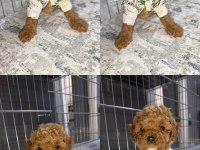 MİNİK TOY POODLE