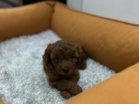 Toy poodle yavrularımım erkek