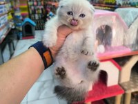 A kalite british scottish fold yavrularımız