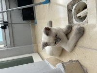 Blue point 5 aylık kedimiz