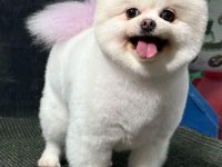 Orjinal Ayı Surat Pomeranian Boo Yavrular