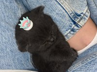 Siyah güzel scottish fold yavrumuz görüşülür