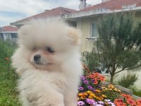 Sağlıklı Yavru Pomeranian Sahiplendiriyorum 3 Aylık