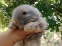 Kocaeli Teddy Lop Tavşan