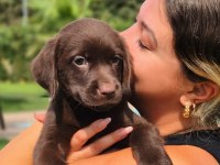 RUHSATLİ ÇİFLİKTEN LABRADOR RETRİEVER YAVRULARI 