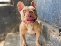 İsabella güzel bir french bulldog erkeği