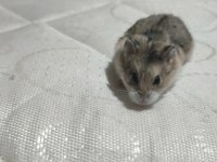 Alanya son hamster