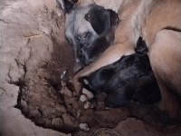 Kişi ve alan koruma malinois