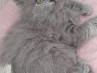 BRİTİSH LONGHAİR