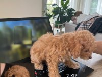 Biz çok tatlı 3 poodle kardeşiz