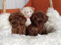 Teacup boy kore poodle yavrularımız