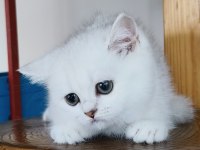 Scottish Straight Shorthair Bs12 Dişi
