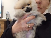 Sevimli pomeranian bebeğim