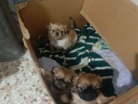 Yavru pekinez cinsi köpek