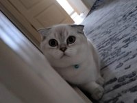 Acil satılık scottish fold