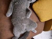 Scottish fold (2 yaşında) sıcak yuva arıyor