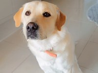 Köpeğimiz Yeni Aile olmak ister misiniz