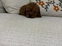 Toy Poodle Rezerveye Açık