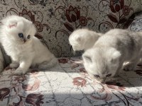 British longhair ve british shorthair bebişler