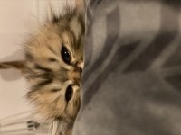 Güzeller güzeli scottish fold Longhair dişi