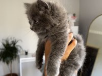 British shorthair blue