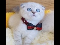 Maviş lynxpoınt scotısh Fold bebeğim 