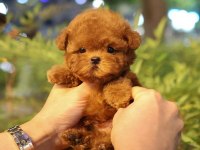 A Scrli̇ Ev Üreti̇mi̇ Toy Poodle Yavrularimiz kore