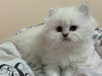 Masmavi gözlü british longhair dişi yavru