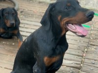 A CLAS FCI KIF ŞECERE SON DOBERMAN YAVRULAR