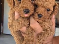 EVINIZIN POODLE NEŞE KAYNAKLARI