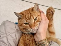 Sokağa atılacak kedimize acil yuva
