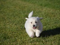 Maltese Terrier 0 Numara orjınal ırk