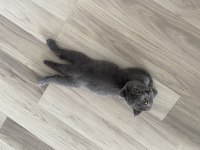ücretsiz 3,5 aylık scottish fold yavrumuza yuva arıyoruz