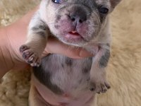 French bulldog Avrupanın en özel renk tonları Türkiyede